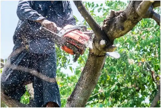 tree services Wiconsico